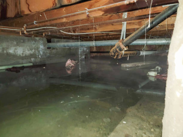 Best Carpet water damage restoration  in Romulus, MI